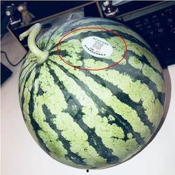 潍坊吃瓜网红有哪些,潍坊网红吃瓜达人盘点  第1张