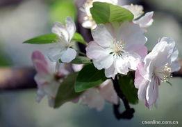 海棠在线观看,沉浸式观赏，尽享春日海棠盛宴